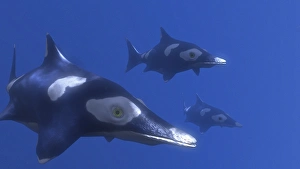 Prehistoric Sea Creature Impressions: Ichthyosaurus