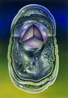 Images datées de 1991: Illustration des structures d'une bactérie typique