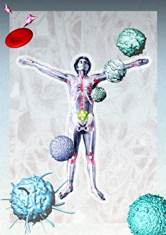 Macrophage Function Impressions: Immune system components