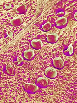 Scanning Electron Micrograph Insects Impressions: Insect exoskeleton, SEM