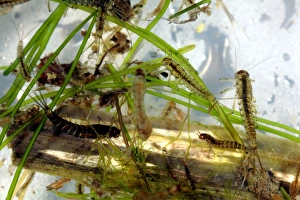 Aquatic Invertebrates Impressions: Insect larvae