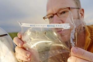 Impressions de Piège à insectes : le photographe examine les insectes qui ont frappé son véhicule pendant un voyage en voiture Images datées de 2006 septembre: Piège à insectes
