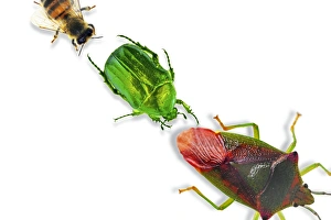 Bee Wildlife Photography Impressions: Insects