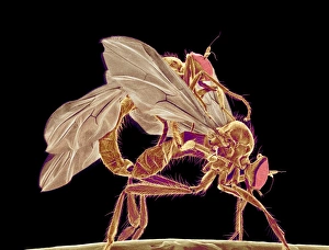 Les insectes se reproduisent, microscopie électronique à balayage (SEM)