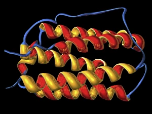 Molecular Biology Models Impressions: Interferon, molecular model