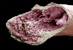 Impressions de Intérieur d'une osse. Micrographie électronique de scan en couleur (SEM) d'un long os fracturé pour montrer son intérieur Images datées de 2007 avril: Intérieur d'une osseuse,SEM