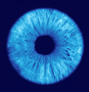 Human Eye Anatomy Impressions: The iris of the eye