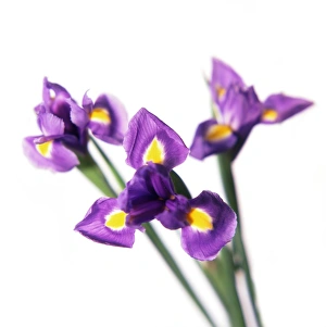 Bearded Iris Impressions: Iris (Iris sp. )