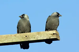 Perched Birds In Trees Impressions: Two Jackdaws