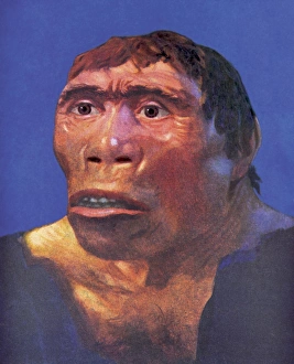 Impressions de Reconstruction de la tête du Java Man (Pithecanthropus erectus), plus tard renommé Homo erectus Eugène Dubois Impressions: Reconstitution de Java-Man