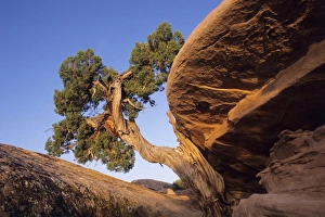 Juniper Tree Impressions: Juniper tree