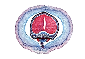 Light Microscopy Images Impressions: Kidney bean, light micrograph