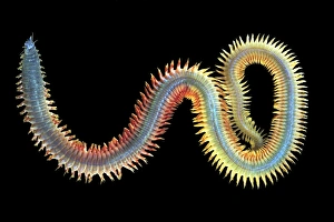 Annelid Worms Impressions: King ragworm
