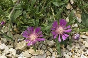 Knapweed Flowers Impressions: Knapweed (Centaurea pullata)