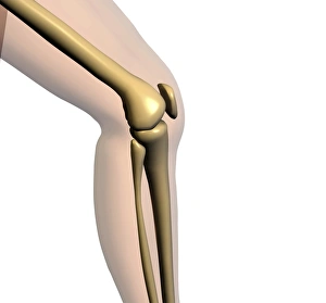 Human Skeletal System Impressions: Knee bones