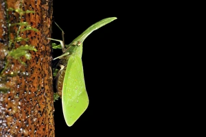 Malaysian Wildlife Photos Impressions: Lantern bug