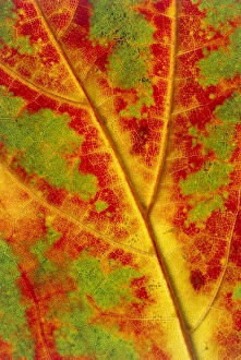 Maple Leaf Impressions: Leaf detail