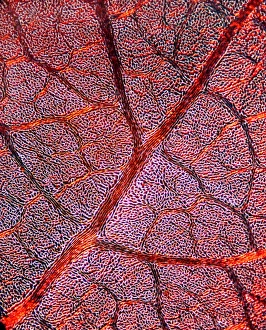 Light Micrograph Impressions: Leaf anatomy, light micrograph