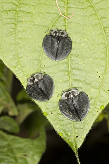 Leaf Beetles Impressions: Leaf beetles