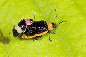 Impressions de Les coléoptères de feuilles (famille: Chrysomelidae), copulation. La différence en termes de taille et des couleurs du mâle et du femelle est un exemple d'isogamy sexuel Images datées de 2012 décembre: Les coléoptères de la feuille se mettent en couple