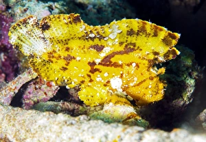 Tropical Marine Animals Impressions: Leaf fish