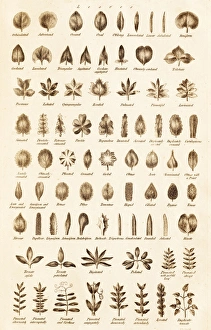18th Century Encyclopedia Impressions: Leaf Forms C017 / 3525