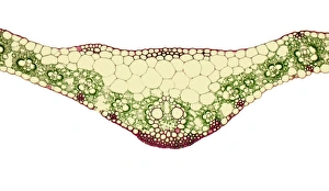 Images datées de 2007 décembre: Le nerf foliaire, micrographie à la lumière