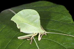 Camouflage Insects Impressions: Leaf-mimic katydid