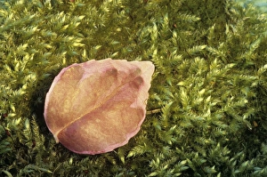 Moss Covered Leaves Impressions: Leaf on moss