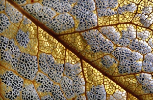 Plant Cell Structure Impressions: Leaf skeleton