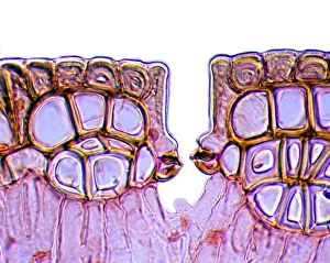 Light Micrograph Impressions: Leaf stomata, light micrograph