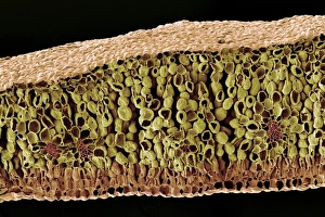 Impressions de La structure des feuilles. Micrographie électronique en couleur (MEC) de fracture par gel d'une feuille germinale à travers une fracturation Images datées de 2004 juillet: La structure foliaire, microscopie électronique à balayage (SEM)