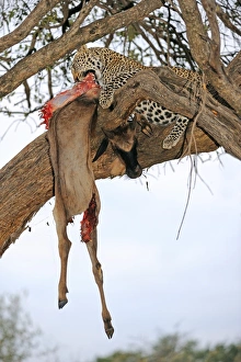 Panthera Pardus Behavior Impressions: Leopard with kill C018 / 9195