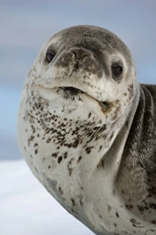 Leopard Seal Impressions: Leopard seal