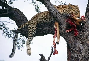 Leopard In Tree Impressions: Leopard in tree