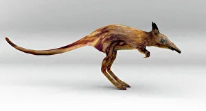 Leptictidium