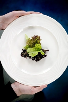 Low Calorie Meal Ideas Impressions: Lettuce