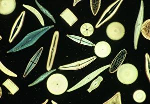 Images datées de 1990: Micrograph de lumière d'algues à diamant diverses