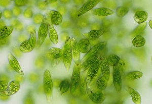 Light Microscopy Images Impressions: Light micrograph of a group of Euglena gracilis