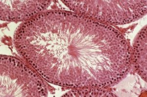 Spermatogenesis Process Impressions: Light micrograph of a rat testis