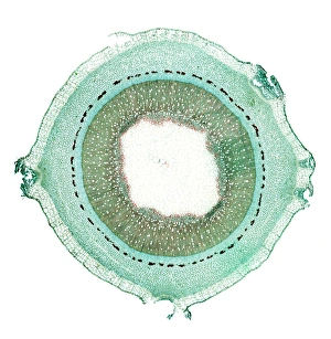 Light Microscopy Images Impressions: Lilac stem, light micrograph