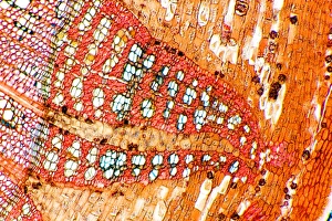 Tige de tilleul, micrographe lumineux
