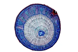 Impressions botaniques: Tronc de tille de citron, microscope à l'échelle réduite