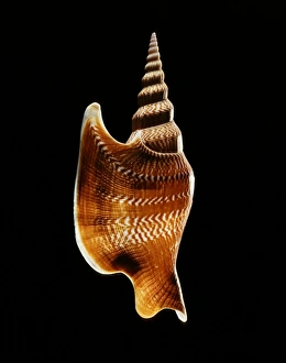 Gastropod Molluscs Impressions: Listers conch shell
