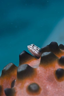 Fish Photography Impressions: Lizardfish
