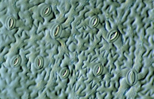 Guard Cells Function Impressions: LM of the surface of an elder leaf