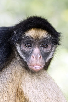 Endangered Primate Species Impressions: Long-haired spider monkey