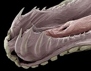 False Coloured SEM Images Impressions: Lower jaw of a python