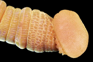 Annelid Worm Species Impressions: Lugworm