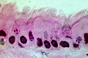 Impressions de Les cellules pulmonaires. Micrographie à lumière de section travers la paroi d'un bronchus dans les poumons. C'est le premier niveau des cellules (l'épithélium) Images datées de 2004 octobre: Cellules pulmonaires, microscope à lumière faible